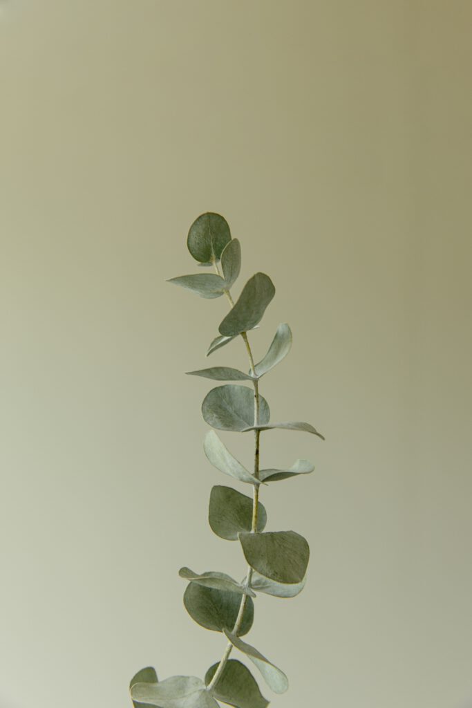Eucalyptus